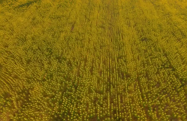 I campi di girasole in Provenza Francia — Foto Stock