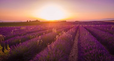 Fransa 'daki Valensole Provence' ın lavanta tarlalarında inanılmaz bir gün batımı.