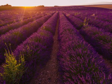 Fransa 'daki Valensole Provence lavanta tarlaları