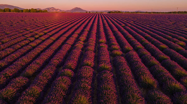 Wonderful lavender fields in France