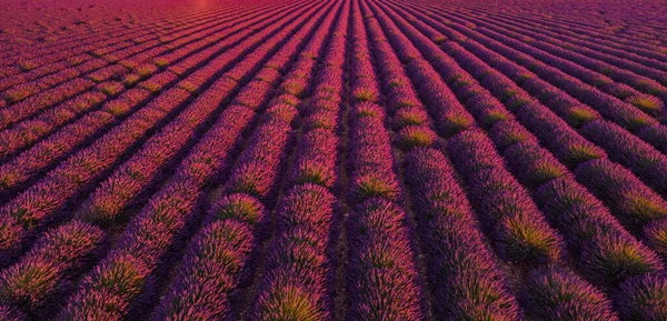 Fransa 'daki Valensole Provence lavanta tarlaları — Stok fotoğraf