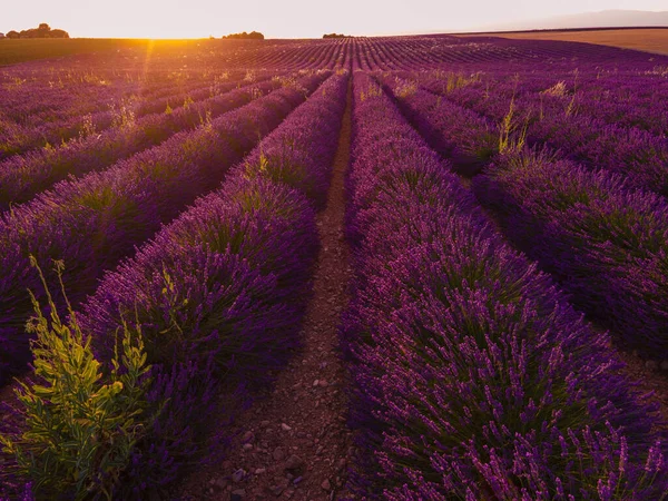 Les champs de lavande de Valensole Provence en France — Photo