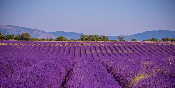 Krajina na pláních Valensole — Stock fotografie