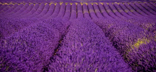 Fransa 'daki Valensole Provence menekşe lavanta tarlaları — Stok fotoğraf