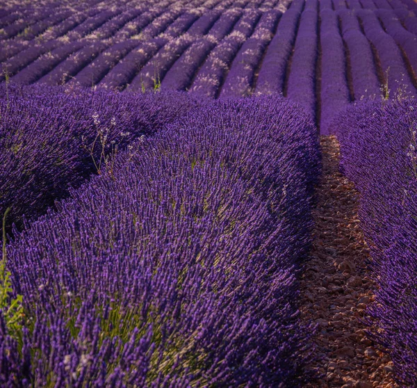 Slavná levandulová pole ve Francii Provence — Stock fotografie