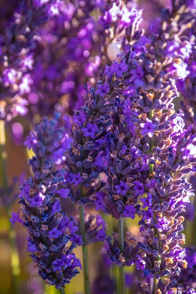 Berühmte Lavendelfelder in der französischen Provence — Stockfoto