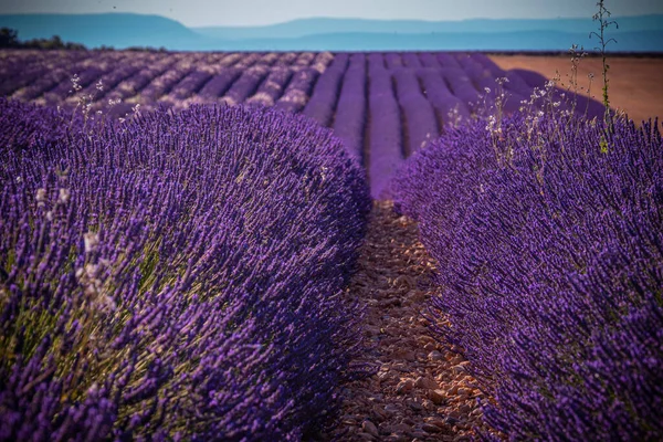 Berömda lavendelfält i Frankrike Provence — Stockfoto
