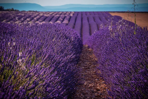 Híres levendulamezők Franciaországban Provence — Stock Fotó