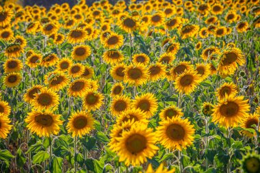 Provence Fransa 'daki ayçiçeği tarlaları