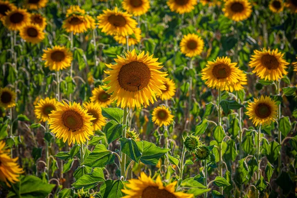 Les champs de tournesol en Provence France — Photo