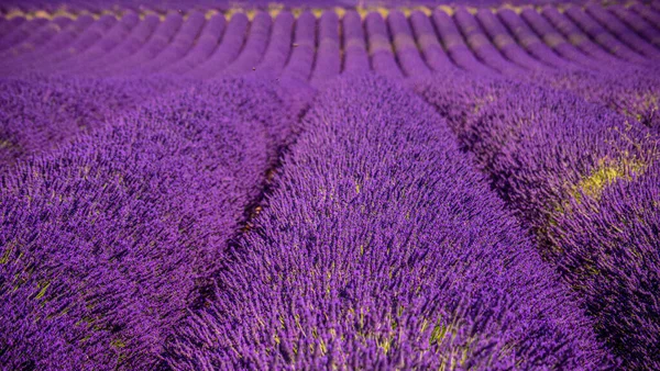 Valensole Provence violetta lavendelfält i Frankrike — Stockfoto