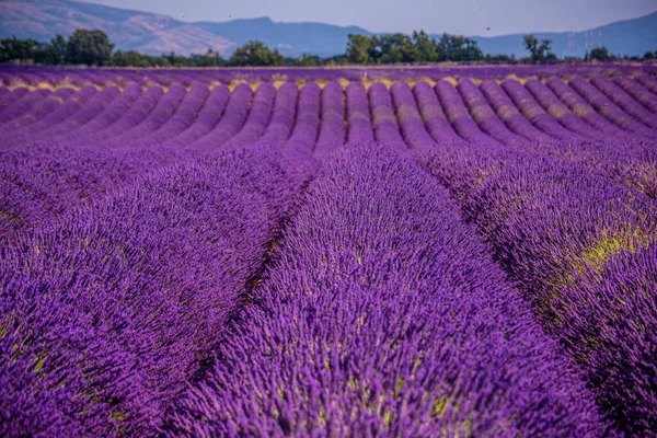 Fransa 'daki Valensole Provence menekşe lavanta tarlaları — Stok fotoğraf