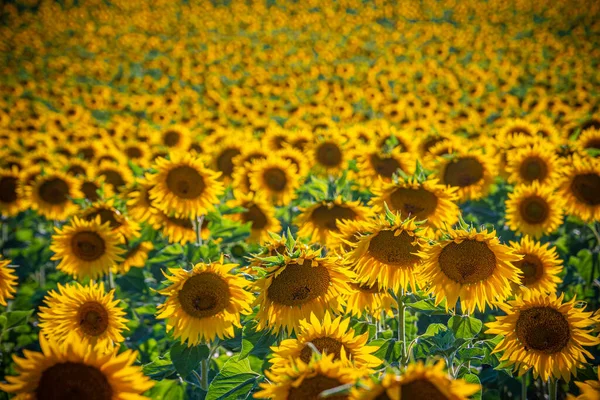 D'immenses champs de tournesol en Provence France — Photo