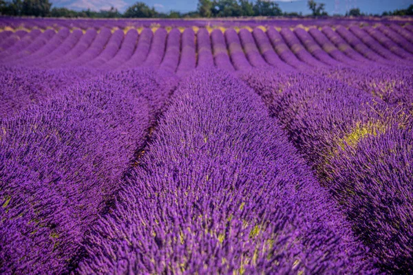 Fialová levandulová pole Valensole Provence ve Francii — Stock fotografie
