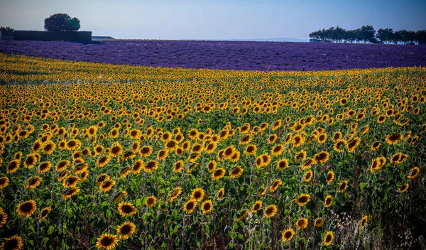 D'immenses champs de tournesol en Provence France — Photo