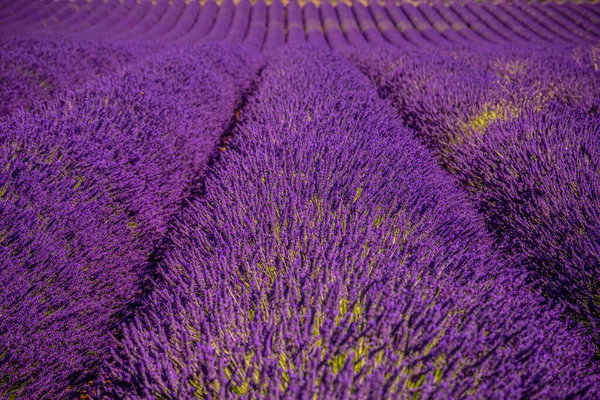 The violet lavender fields of Valensole Provence in France — Stock Photo, Image
