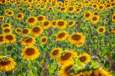 Provence Fransa 'daki ayçiçeği tarlaları