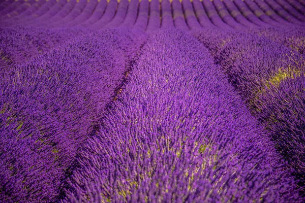 The violet lavender fields of Valensole Provence in France — Stock Photo, Image
