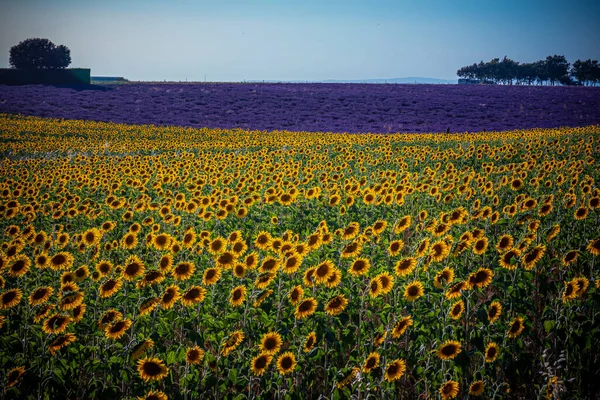 D'immenses champs de tournesol en Provence France — Photo