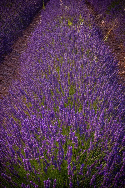 Slavná levandulová pole ve Francii Provence — Stock fotografie