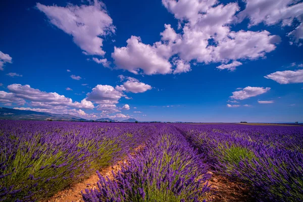 Slavná levandulová pole ve Francii Provence — Stock fotografie