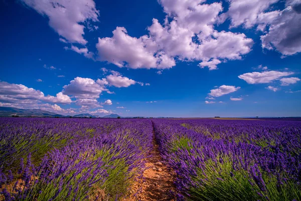 Berömda lavendelfält i Frankrike Provence — Stockfoto