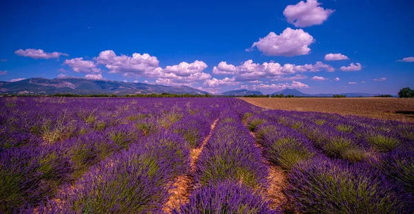 Lavendelfälten i Valensole Provence i Frankrike — Stockfoto