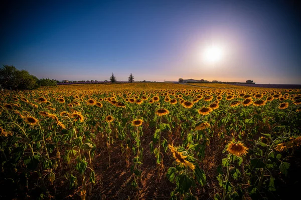 Les champs de tournesol en Provence France — Photo