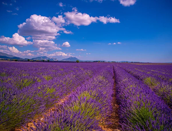 Slavná levandulová pole ve Francii Provence — Stock fotografie