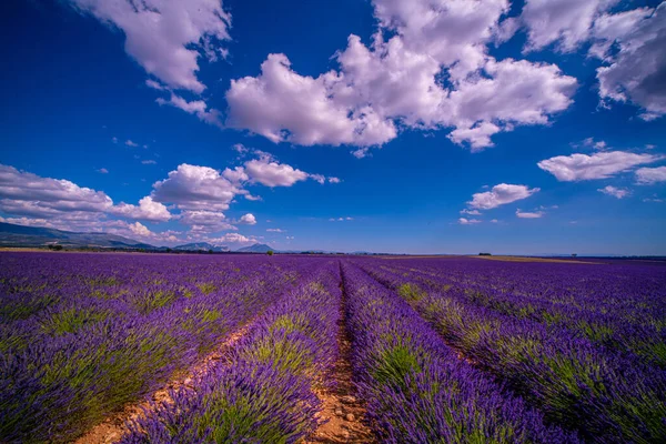 Levandulová pole Valensole Provence ve Francii — Stock fotografie