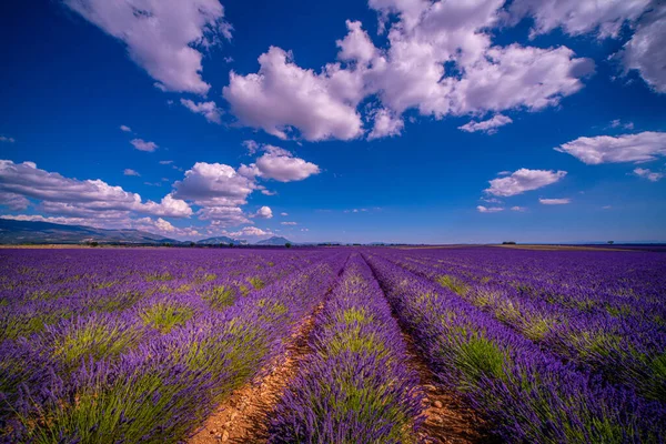 Lavendelfälten i Valensole Provence i Frankrike — Stockfoto