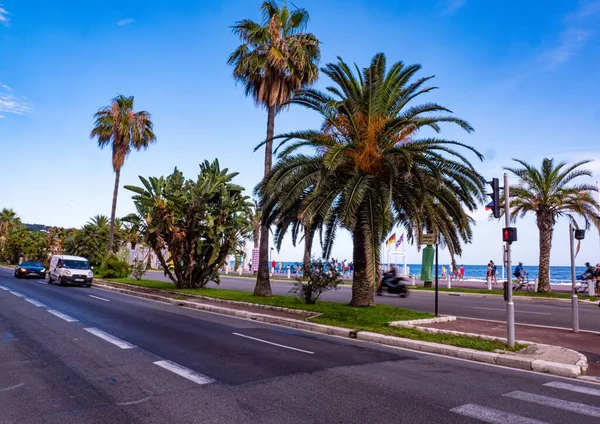 Pálmafák Nizzai Riviérán Nice Franciaország 2020 Július — Stock Fotó