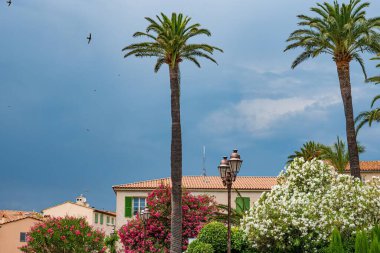 Saint Tropez 'deki palmiye ağaçları - Aziz TROPEZ, FRANSA - 13 Temmuz 2020