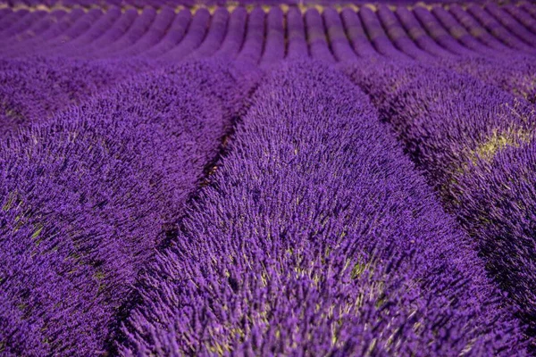 Fialová Levandulová Pole Provence Cestovní Fotografie — Stock fotografie