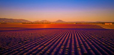 Fransa 'daki Valensole Provence' ın lavanta tarlaları - seyahat fotoğrafçılığı