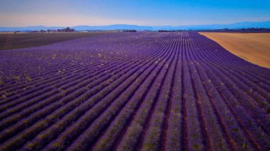 Fransa 'daki Valensole Provence' ın lavanta tarlaları - seyahat fotoğrafçılığı