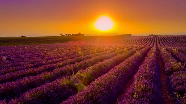 Slavná Levandulová Pole Francii Provence Cestovní Fotografie — Stock fotografie