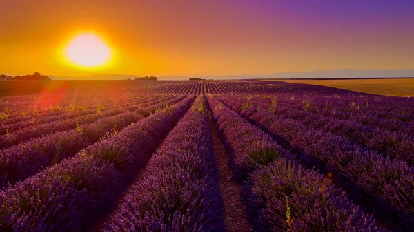 Champs Lavande Célèbres France Provence Photographie Voyage — Photo