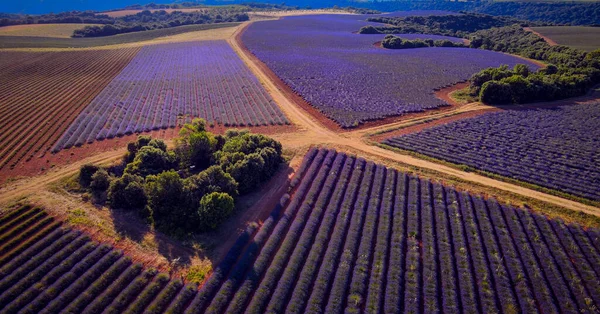 Lavendelfälten Valensole Provence Frankrike Fotografi — Stockfoto