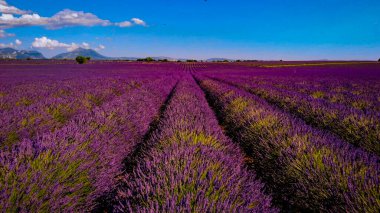Fransa 'daki Valensole Provence' ın lavanta tarlaları - seyahat fotoğrafçılığı