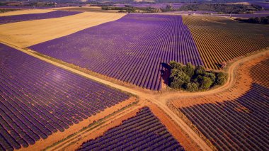 Fransa 'daki Valensole Provence' ın lavanta tarlaları - seyahat fotoğrafçılığı