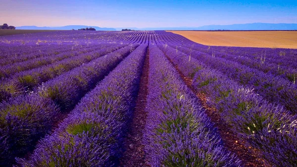 Lavendelfälten Valensole Provence Frankrike Fotografi — Stockfoto