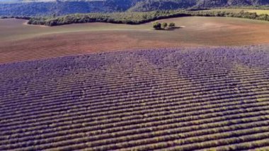 Fransa 'daki Valensole Provence lavanta tarlaları