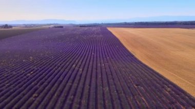 Fransa 'daki Valensole Provence lavanta tarlaları