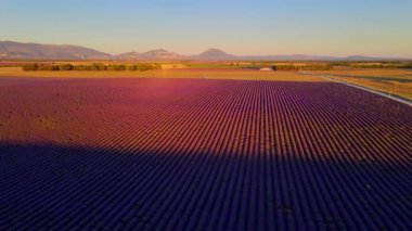 Fransa 'daki Valensole Provence' ın lavanta tarlalarında inanılmaz bir gün batımı.
