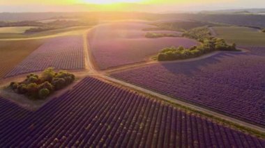 Fransa 'daki Valensole Provence lavanta tarlaları
