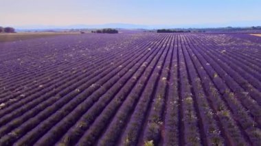 Fransa 'daki Valensole Provence lavanta tarlaları