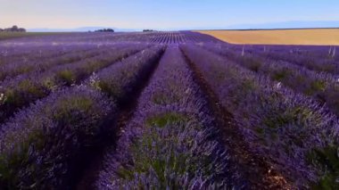 Fransa 'daki Valensole Provence lavanta tarlaları