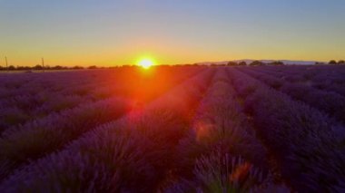 Fransa 'daki Valensole Provence' ın lavanta tarlalarında inanılmaz bir gün batımı.