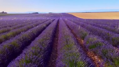 Fransa 'daki Valensole Provence lavanta tarlaları